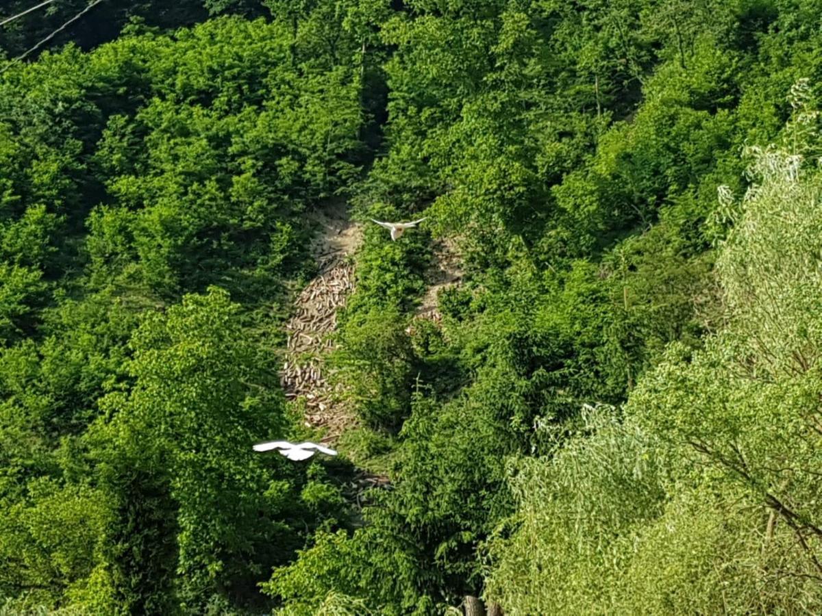 Pensiunea Valea Tonii Strungari Esterno foto